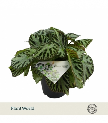 Begonia