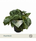 Begonia