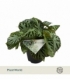 Begonia