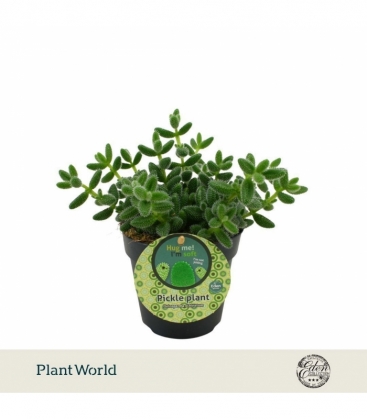 Delosperma