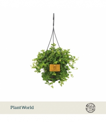 Peperomia