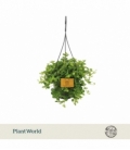 Peperomia