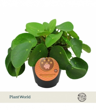 Pilea