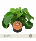 Pilea