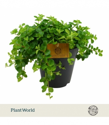 Peperomia
