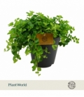 Peperomia