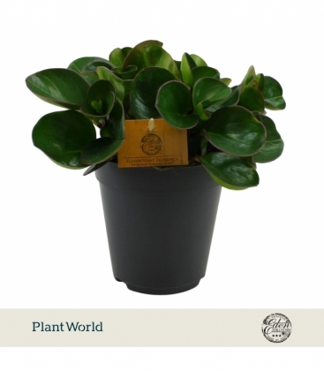 Peperomia