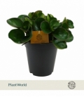 Peperomia