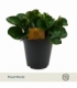 Peperomia
