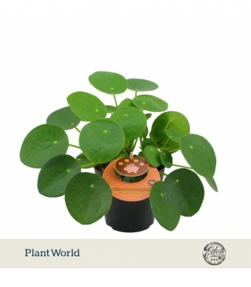 Pilea