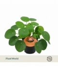 Pilea