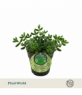 Delosperma