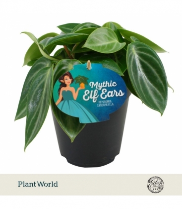 Peperomia