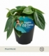 Peperomia