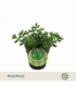 Delosperma