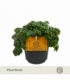 Sedum