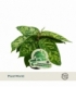 Homalomena