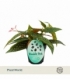 Begonia