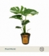 Monstera