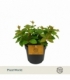 Peperomia