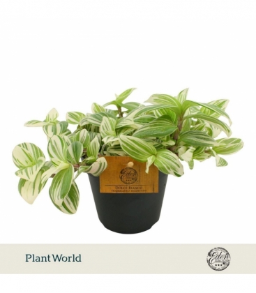 Tradescantia