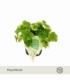 Tolmiea