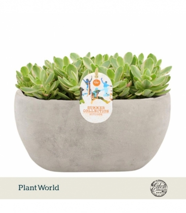 Crassula