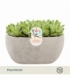 Crassula