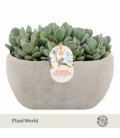 Echeveria