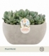 Echeveria