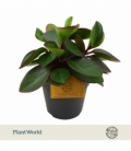 Peperomia