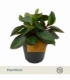 Peperomia