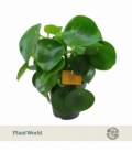 Peperomia