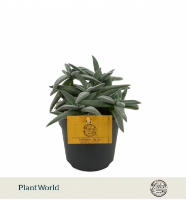 Crassula