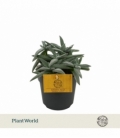 Crassula