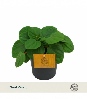 Peperomia