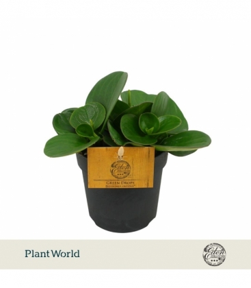Peperomia