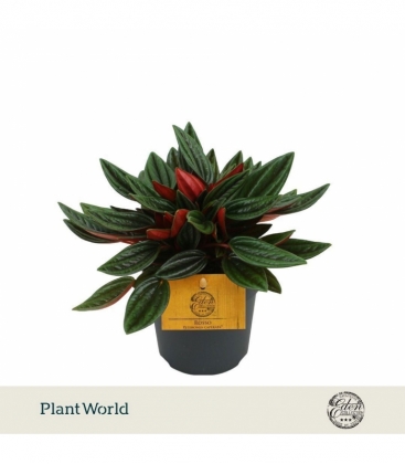 Peperomia