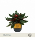 Peperomia