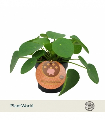 Pilea