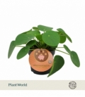 Pilea