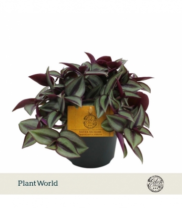 Tradescantia
