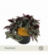 Tradescantia