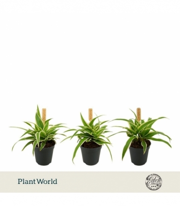 Chlorophytum