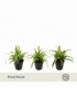 Chlorophytum