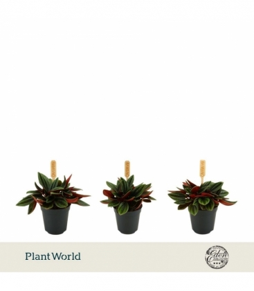Peperomia