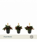 Peperomia