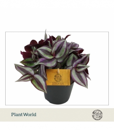 Tradescantia