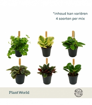 Peperomia