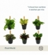Peperomia